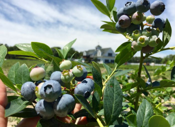 Инвестиционная привлекательность выращивания голубики в Украине