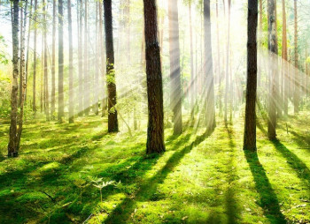 IKEA стала крупнейшим частным собственником литовских лесов