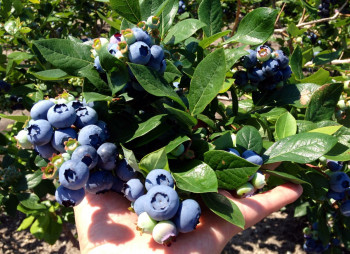Выращивание голубики с ориентацией на экспорт