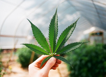 Американский инвестор намерен создать в Украине каннабис-индустрию
