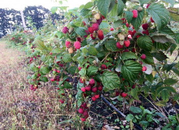 Organic Berry Farm, 100km South from Kyiv