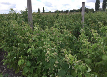 Organic Berry Farm, 100km South from Kyiv