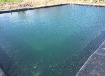 Organic Berry Farm, 100km South from Kyiv
