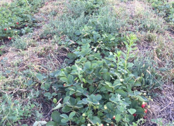 Organic Berry Farm, 100km South from Kyiv