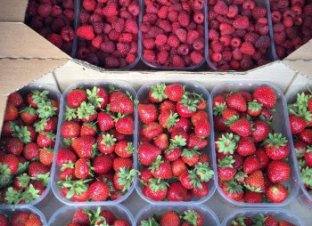 Organic Berry Farm, 100km South from Kyiv