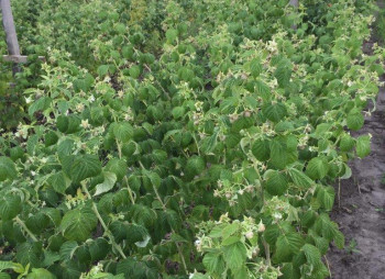 Organic Berry Farm, 100km South from Kyiv
