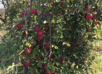Organic Berry Farm, 100km South from Kyiv