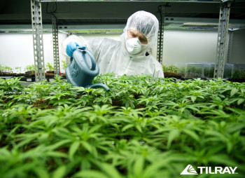 Канадский производитель марихуаны Tilray Inc. провел первое IPO в отрасли