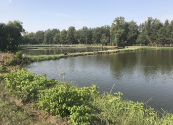 Выращивание и продажа товарной рыбы (карп, толстолоб, белый амур)