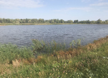 Выращивание и продажа товарной рыбы (карп, толстолоб, белый амур)