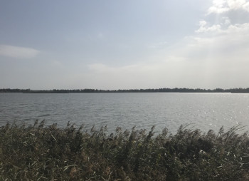 Выращивание и продажа товарной рыбы (карп, толстолоб, белый амур)