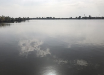 Выращивание и продажа товарной рыбы (карп, толстолоб, белый амур)