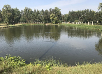 Выращивание и продажа товарной рыбы (карп, толстолоб, белый амур)