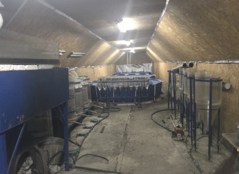 Выращивание и продажа товарной рыбы (карп, толстолоб, белый амур)