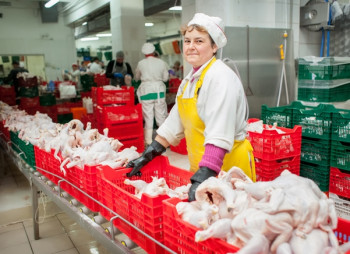 Владимир-Волынская птицефабрика вложит €38 млн. в строительство нового цеха