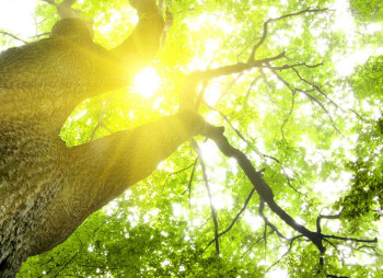 Зачем инвестировать в "зеленые" проекты в Украине?