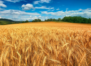 Epicenter K acquired a new agricultural company in Khmelnytsky region