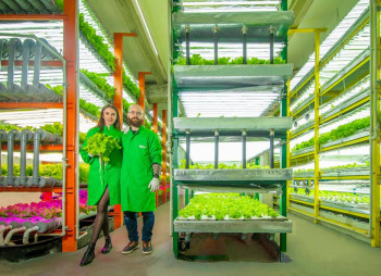 Вертикальная ферма – венчурный бизнес, который требует засучить рукава