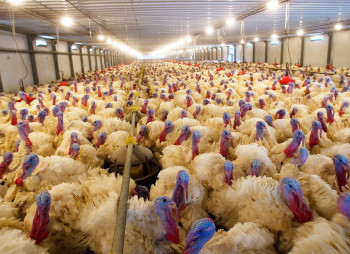 Пан Индюк запустит свою торговую сеть