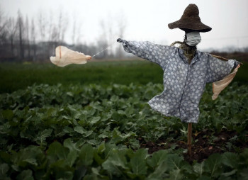 Как повлияет коронавирус на развитие агросектора в Украине