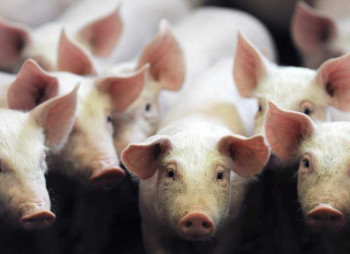 Ставка инвестиций на свиноводство