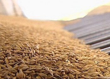 МСП «Ника-Тера» построит новый зерновой комплекс на 140 тыс. т