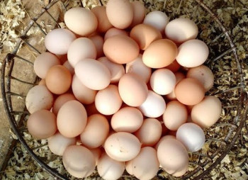 Овостар Юнион намерена инвестировать €100 млн. в производство яиц в Латвии