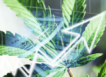 Бизнес с ростом в 1000%: сколько можно заработать на инвестициях в легальную марихуану