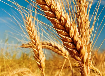 Кернел поборется за КаскадАгро и еще 12 агрокомпаний Виталия Хомутынника