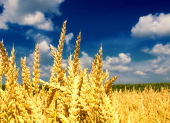 There is a third buyer for Vitaly Khomutynnik's agricultural assets