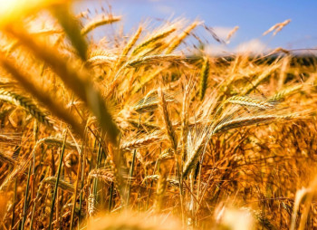 The founder of Ristone Holdings buys an agricultural company in Dnipro