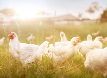Как заработать миллионы на производстве мяса и яиц птицы?