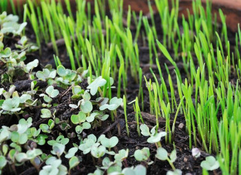 Анализ рынка зелени и микрогрин в Украине