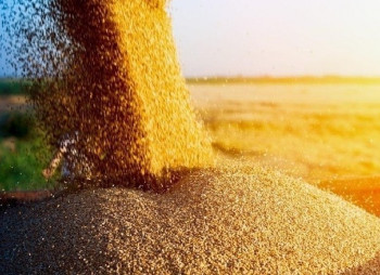 Alebor Group построит зерновой терминал на румынско-украинской границе