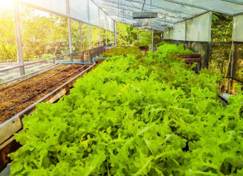 Анализ рынка тепличной зелени и овощей в Украине