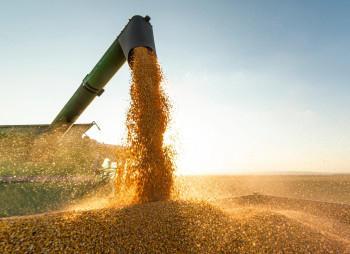 Світові зернотрейдери Viterra та Bunge ведуть переговори про злиття