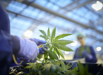 Перспективы развития рынка медицинского каннабиса в Украине