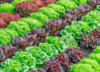 Анализ рынка зелени в Украине