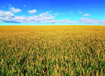 Інвестиції у землю в Україні: документи, податки, сервіси