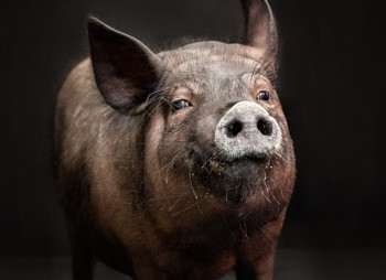 Піонер ксенотрансплантації eGenesis зібрав $191 млн для генно-редагованих органів свині