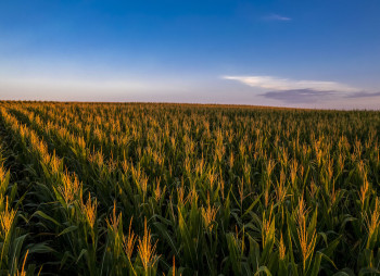 На Львівщині виставили на продаж банк сільськогосподарської землі площею 2 800 га