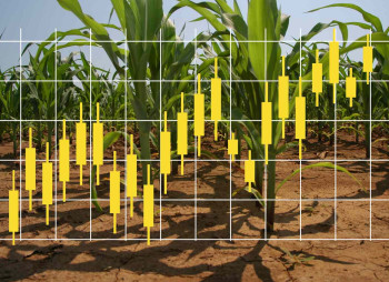 Shares of Ukrainian Agroholdings Rise: IMC Leads with Nearly 15% Growth