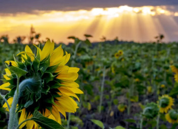 Инвестиции в агробизнес Украины: вызовы, возможности и тенденции 2025 года