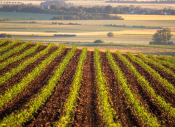 Турецкая Onur Group продала агробизнес в Украине холдингу Ексім Фуд Мирона Остапчака