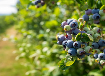 Продажа ягодного бизнеса по выращиванию голубики и клубники в Киевской области