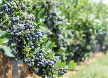 На продаж виставлено прибутковий ягідний бізнес у Київській області