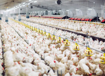 ЄБРР надав $5 млн гарантій за кредитом Credit Agricole на $12,3 млн для групи Дніпровська