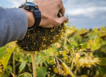 Agri Solutions Ukraine to Invest $12M in Sunflower Processing Plant in Central Ukraine