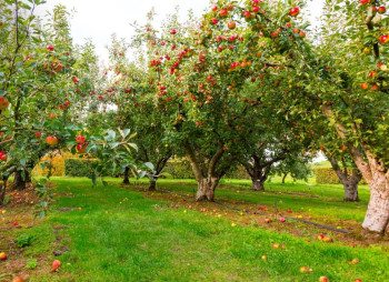 Seeking to Purchase an Old Orchard or Land Plot of 100+ ha for Fruit Cultivation in Vinnytsia Region