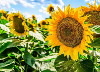 EBITDA per Hectare in Ukraine Tripled in 2024, Reaching $446/ha